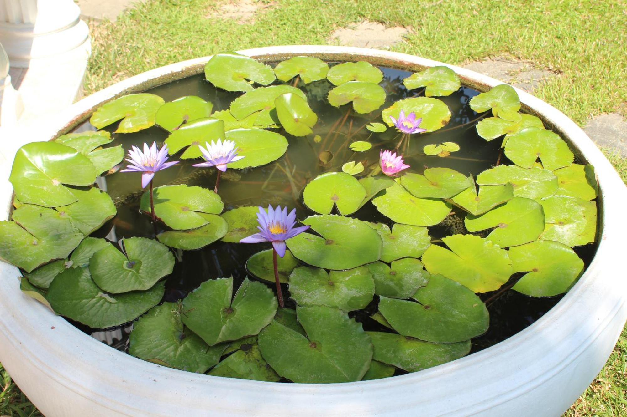 White Elephant Resort Surin Εξωτερικό φωτογραφία